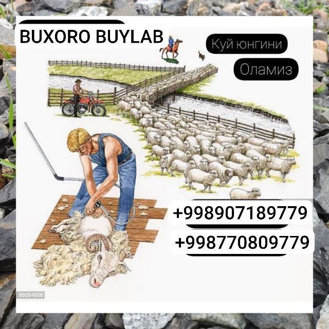 Quy va quzilarni qirqamiz narxini kelishamiz