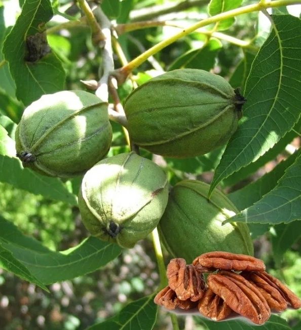 Nuc Pecan (Soiul Avalon )