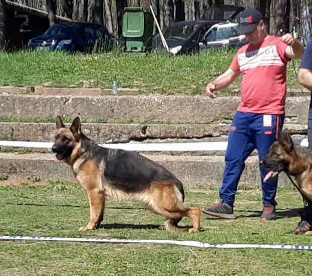 Fetiță  ciobanesc german