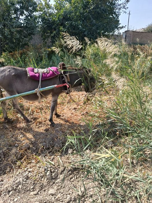 Anusdagi porno shlang