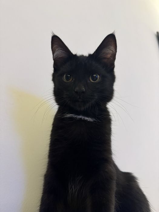 Котенок в самые добрые руки