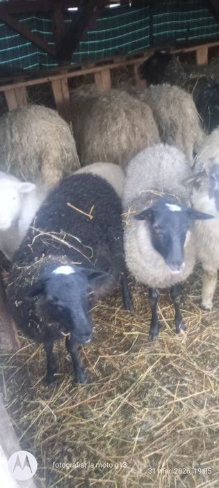 Vând mieide carne pentru sacrificat sau ținut