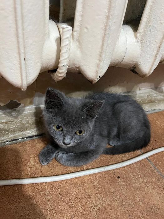 Котята  3 4 месяца