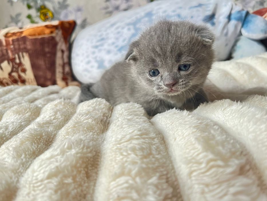 Бронь британских котят
