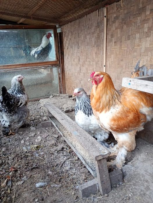 Әтеш,  қораз. Петухи