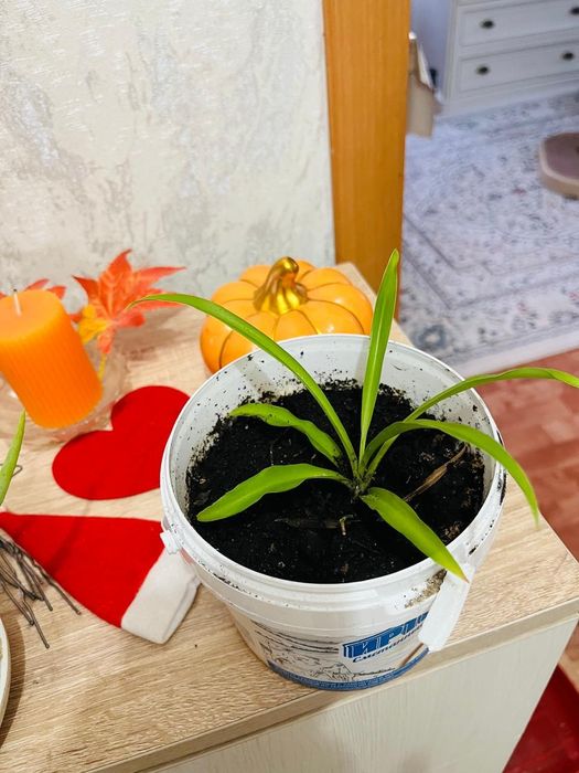 Домашние цветы алое