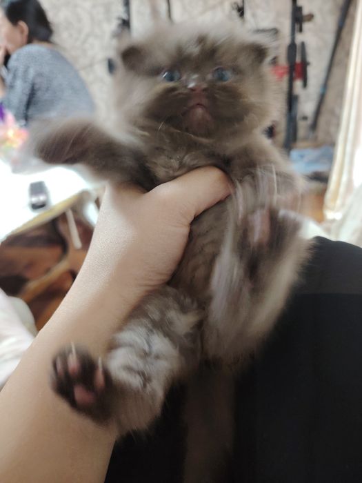 Котята Скотиш Страит,Скотиш Хайлэнд Фолд