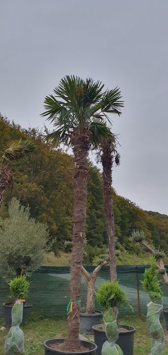 Palmieri Trachycarpus