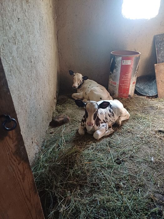 Vând vacă cu 2 viței si juncă gestantă ,5 luni prețul e negociabil
