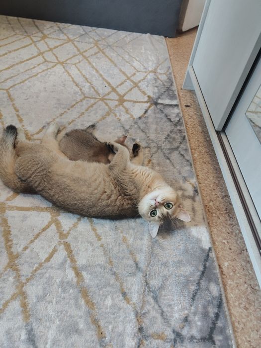 Котята Алматы Шиншиллы