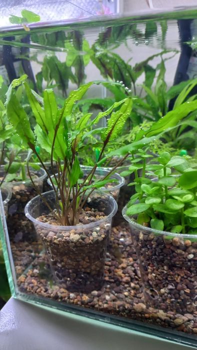 Аквариумные растения