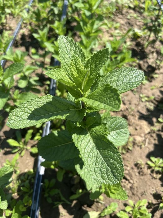 Vand menta olandeza(mentha spicata)