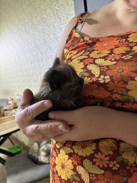 отдам котёнка в добрые руки