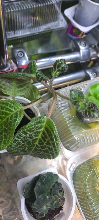 Продам комнатные цветы