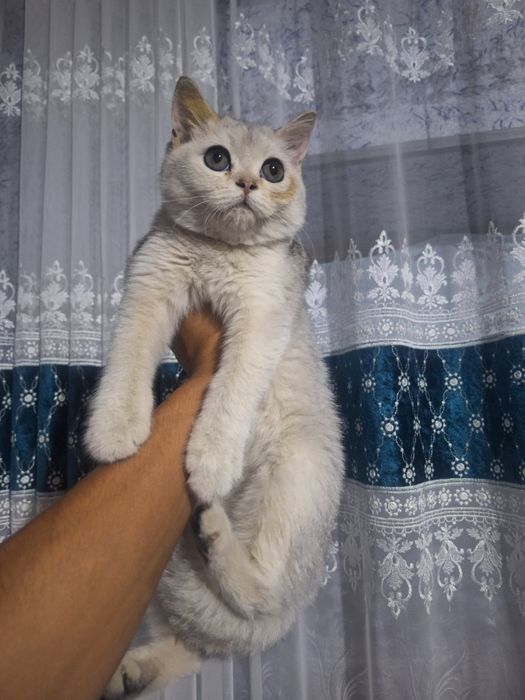 Shinshila qizbola 6 oylik pasportlari bor