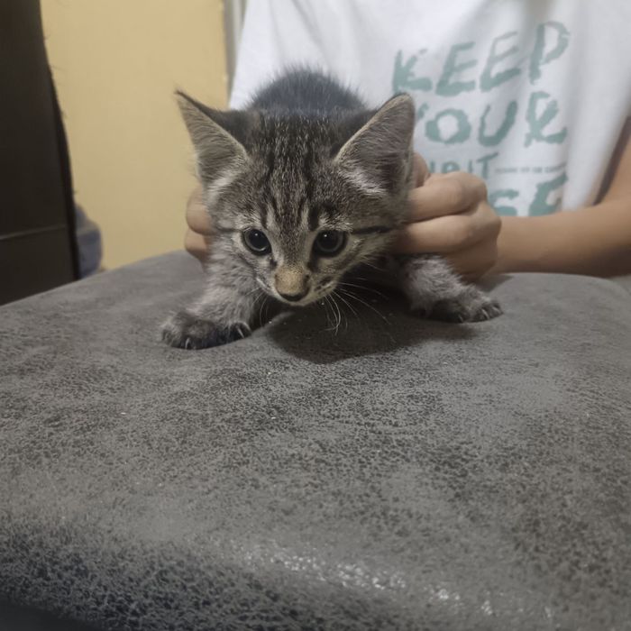 Котята бесплатно
