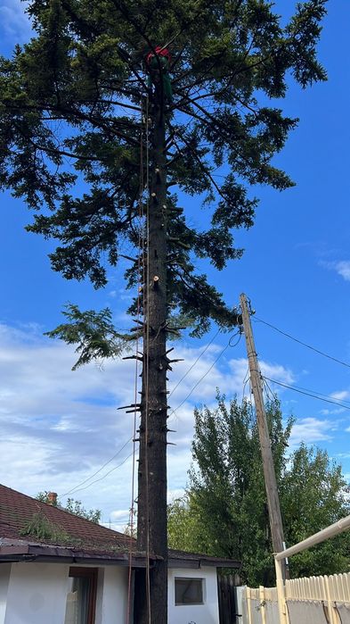 Alpiniști utilitari cu experiență de peste opt ani de zile în domeniu