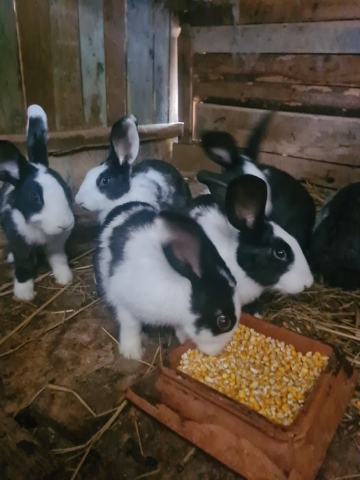 Pasari de rasa si iepuri