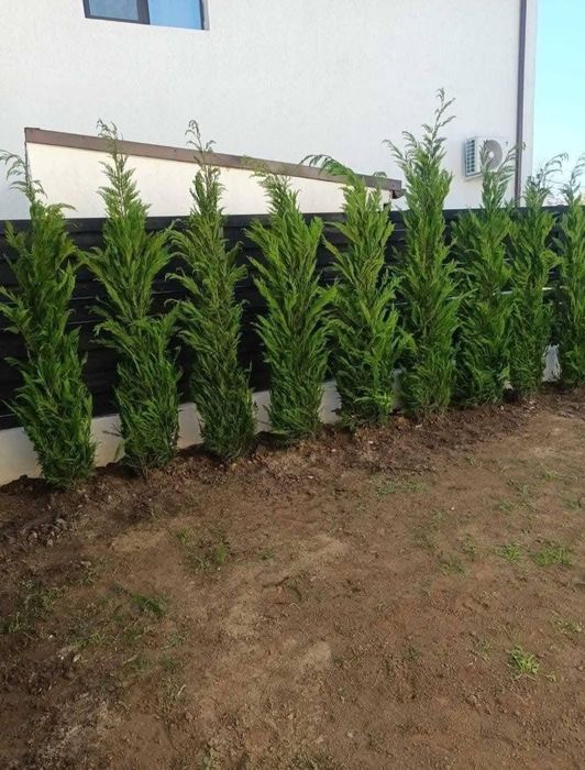 Lylandrii sănătoși, pregătiți pentru plantare imediată