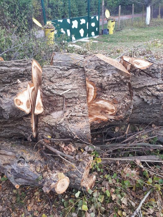 Дърва за огрев.  Топола.