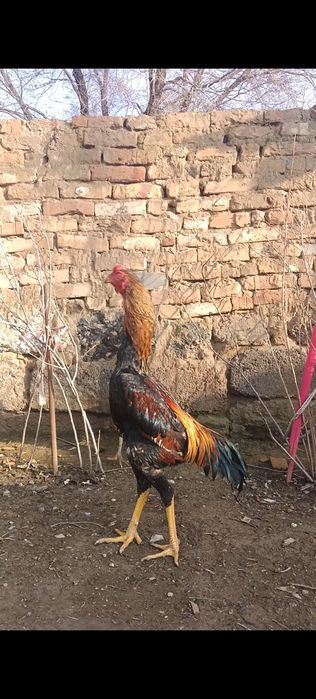 Корейц микс китай