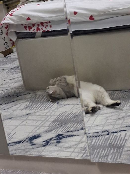 Vyazkaga serebristiy shinshilla toza qon