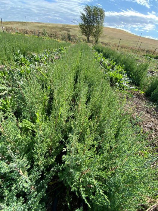 Можжевельник трехгодичный