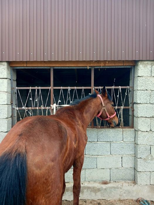 Мынгы кунан 2жас