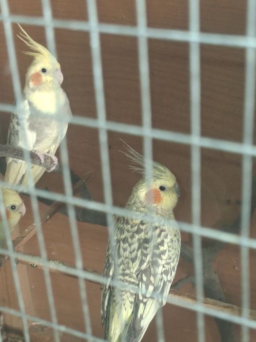 Sotiladi Papugay Karella 3ta