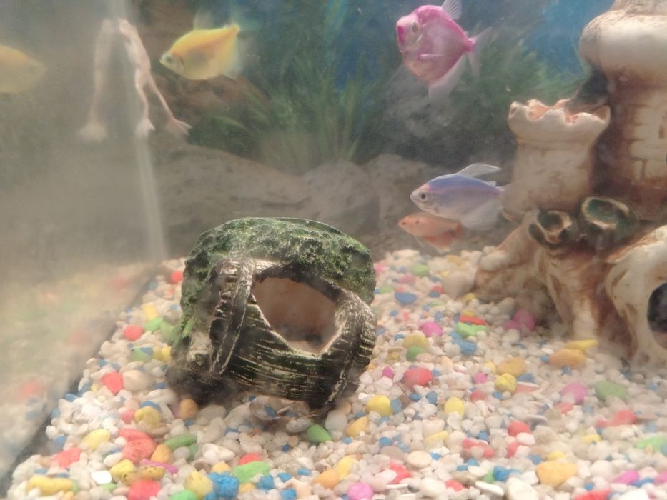 Аквариумные рыбы