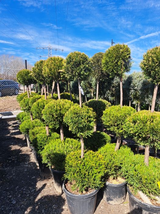 Vindem Mesteacan Tei Catalpa Frasin Stejar Tuia