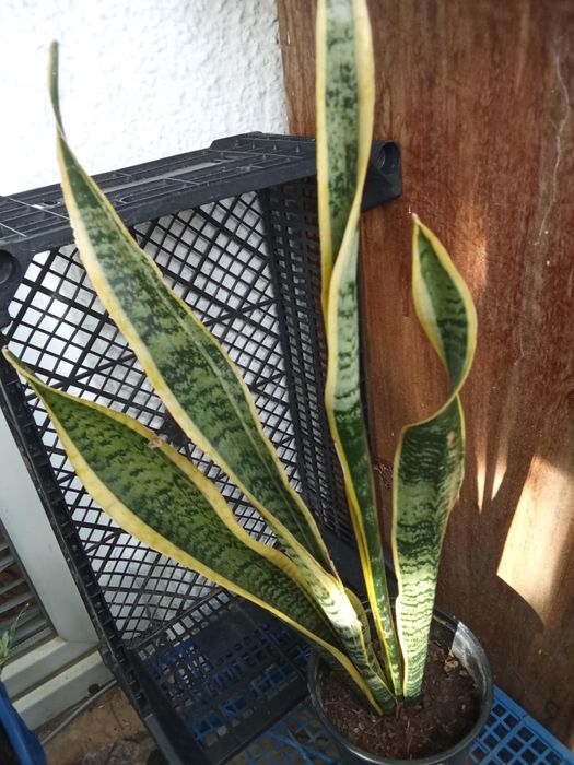 Сансевиера (Змийски меч)