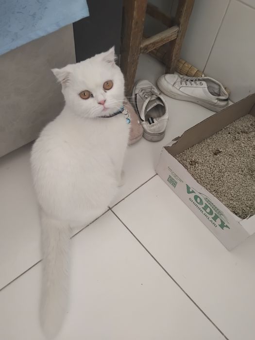 Mushikdi bolasi bor beremeni