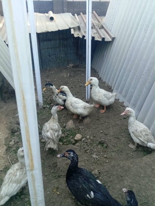 продам индоуток