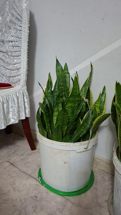 Бөлме гүлдері сатылады