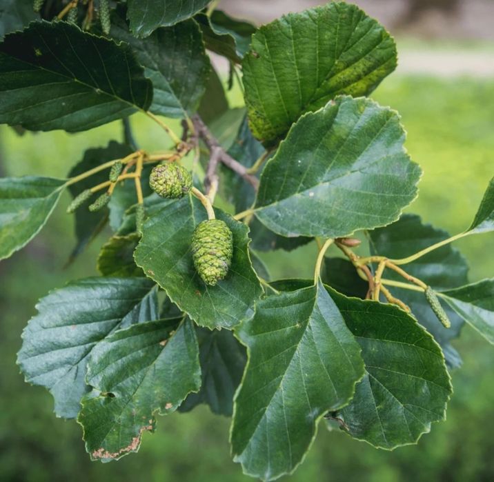 Arin negru puiet ( Alnus Glutinosa) / Arin negru la pret de producator