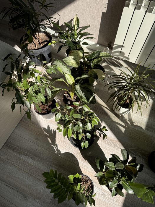 Домашние пересаженные растения