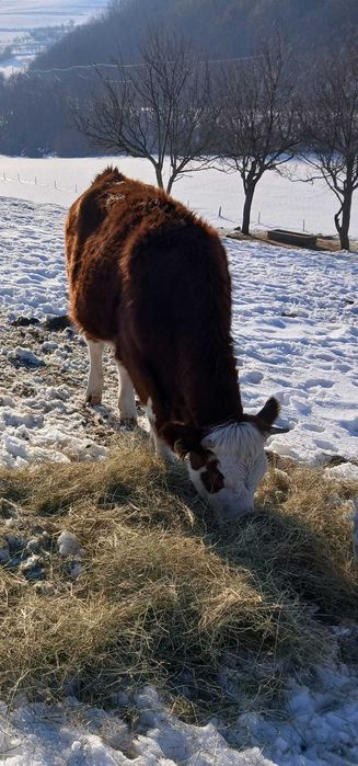 Vind o juninca gestanta în luna 4 și o vitea de 6 luni (si separat)