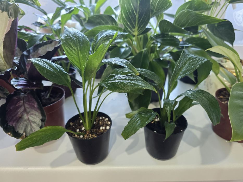 Спатифиллум,филадендрон Биркин