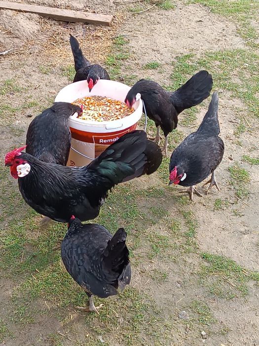 Ява карликовые петухи