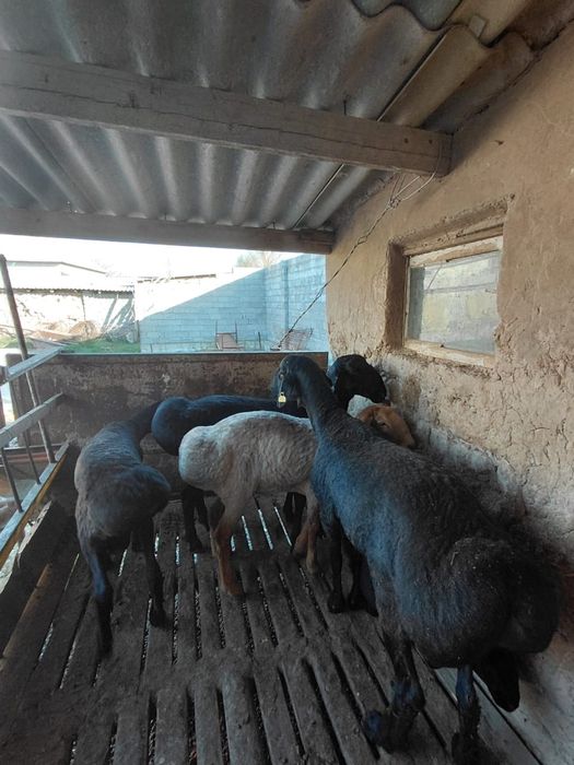 Қошкарлар сатылады