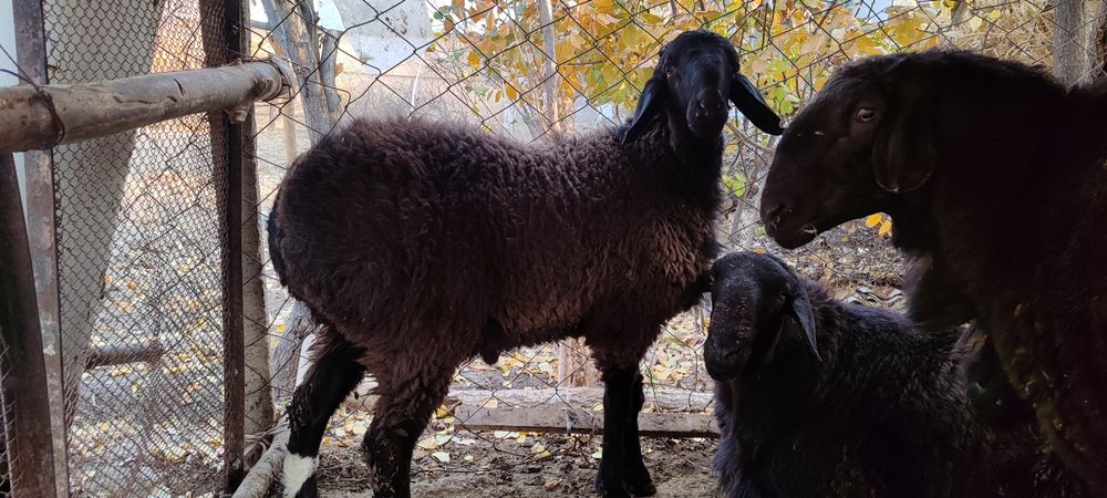 Qozi Qochqorla va kotta zotga tushadigan Qochqorla bor sotiladi