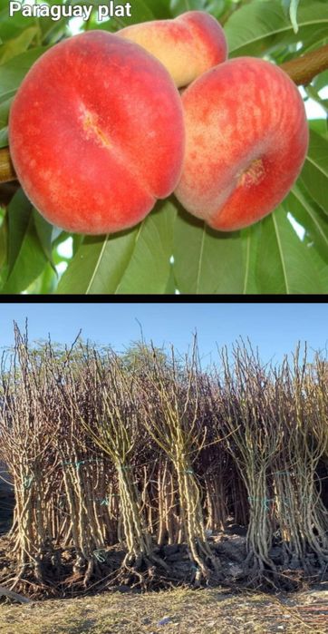 Caisi-pomi fructiferi