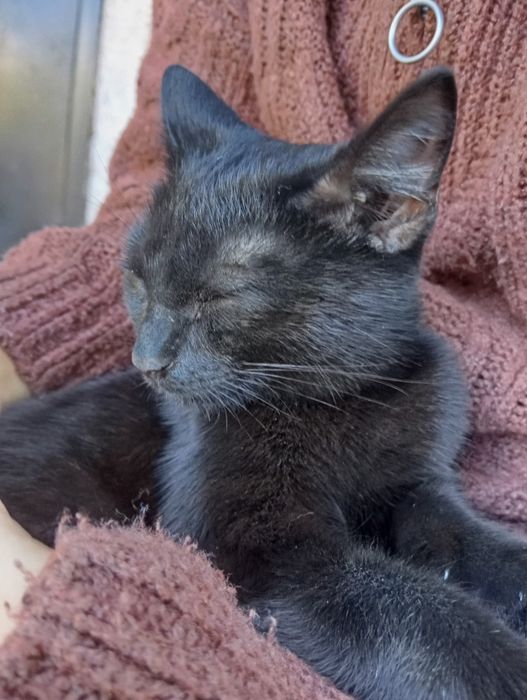 Котёнок ищет дом