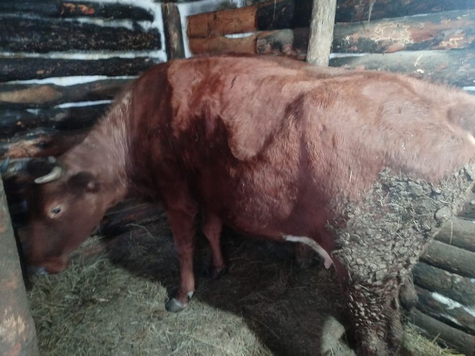 Продается Корова