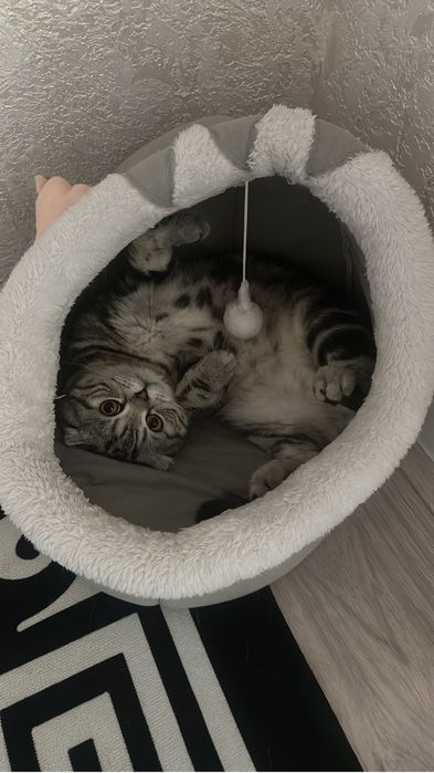 Вязка очень красивый кот