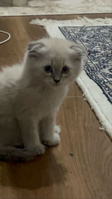кошки белого цвета, скотиш