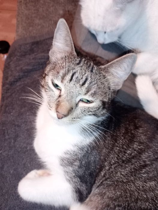 Adopție pisici rasa comuna