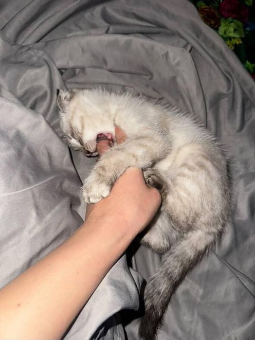 Кошка шотландский