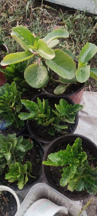 Цветочки в горшках